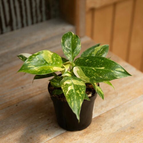 Green Congo Philodendron, 4" Live Plant
