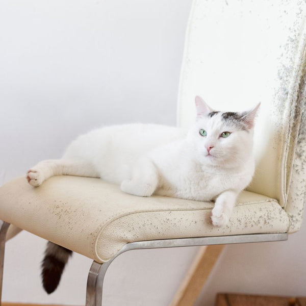 cat sitting on chairs blog post by Berre Furniture