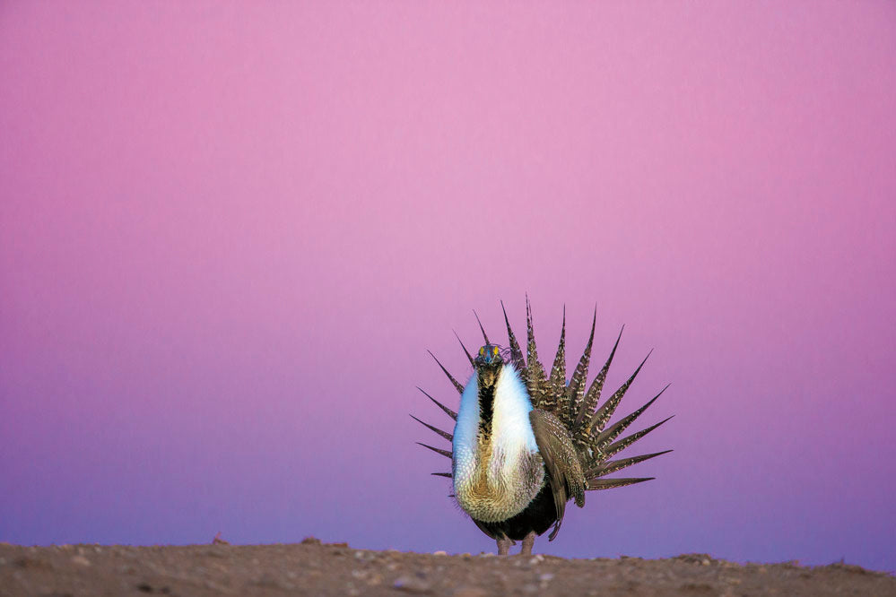 Monarch of Sky and Land © Noppadol Paothong