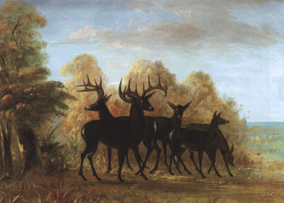 George Catlin (1796-1872) Mule Deer (aka A Group of Deer) c. 1855, oil on canvas, 16" x 19"  Courtesy JKM Collection, National Museum of Wildlife Art