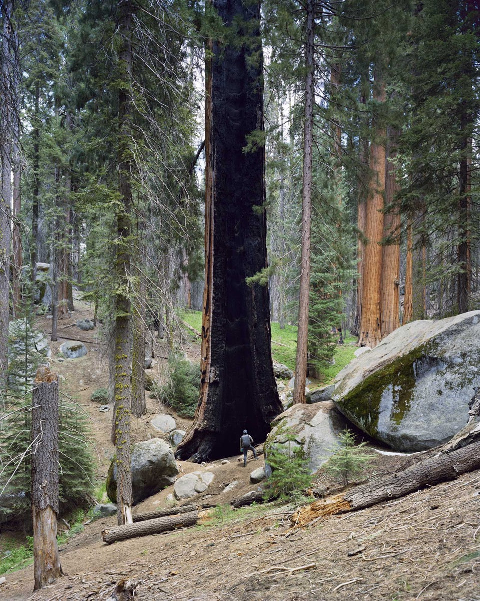 Mitch Epstein, ‘Congress Trail, Sequoia National Park, California, 2021.’ From the series Old Growth. Archival pigment print, 45 x 36 inches. Edition of 6.