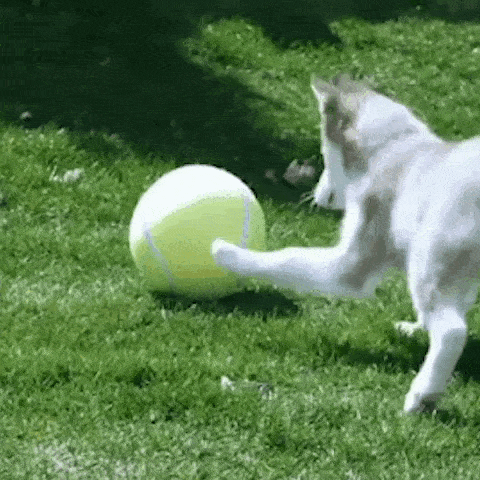 BarkBall - The Ultimate Giant Tennis Ball for Dogs — Happy-Poppy