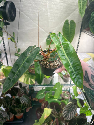 Philodendron billietiae - Terracotta Plant Co.