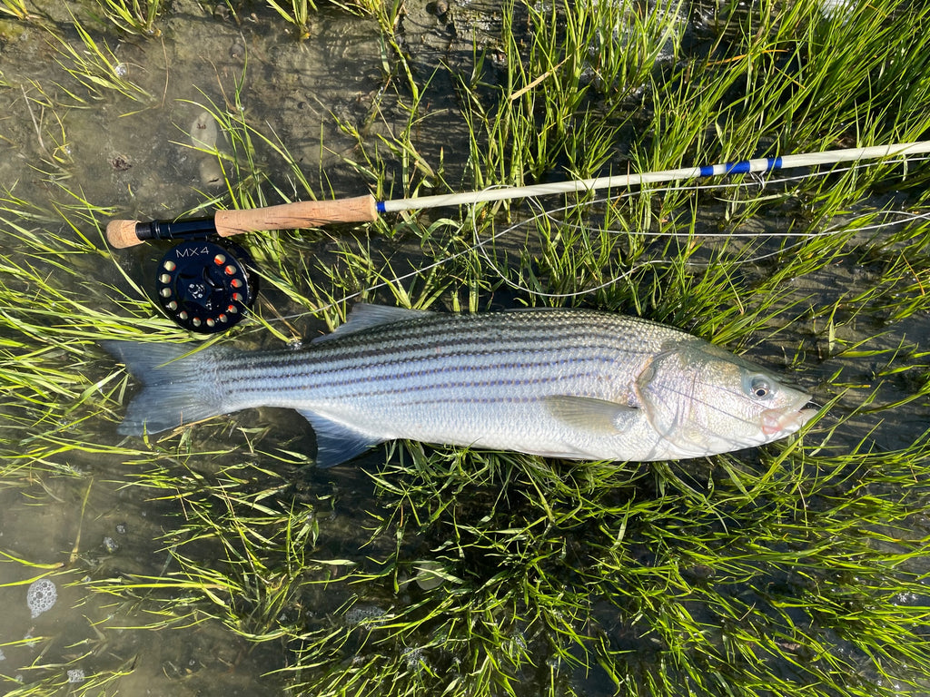 a picture of a fish next to the fishing pole it was caught with