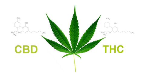 Where Do CBD and THC Come From