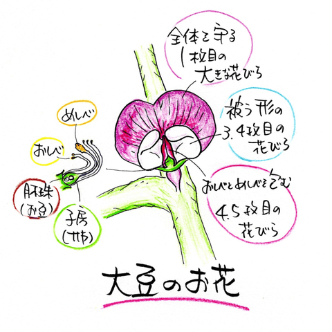 大豆の花の説明