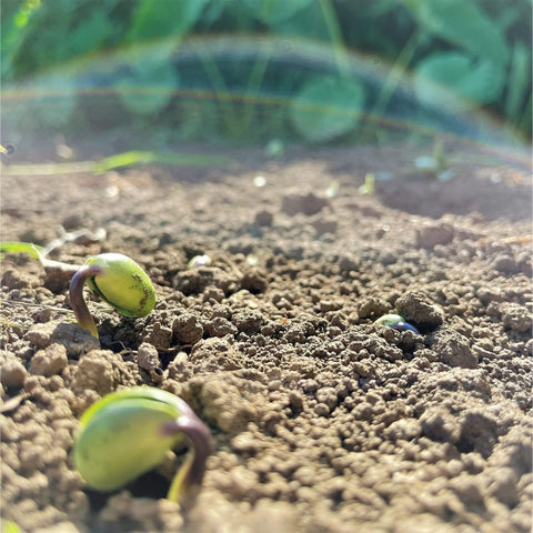 大豆の発芽