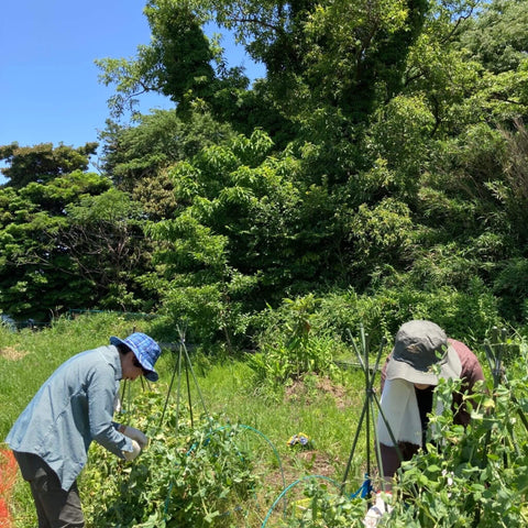 お野菜との触れ合い4