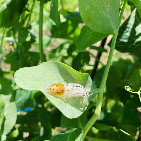 変容　葉っぱの上の虫の抜け殻