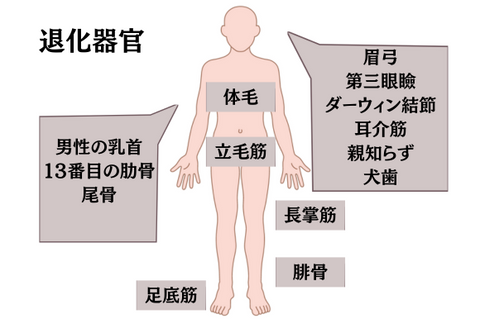 人間の退化器官