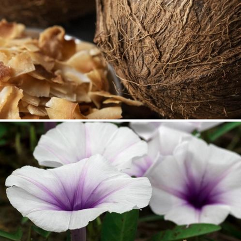 Toasted coconut on a black background on a top image, on the bottom purple and white moonflowers on a black background.