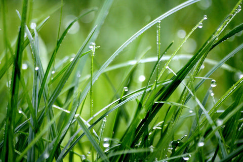 Green grass covered in dew.