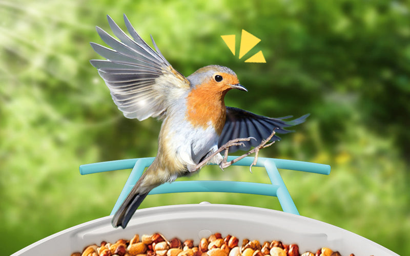bird-stay-on-feeder.webp.jpg__PID:550aadb3-ac16-49a0-ab91-d439af3a210a