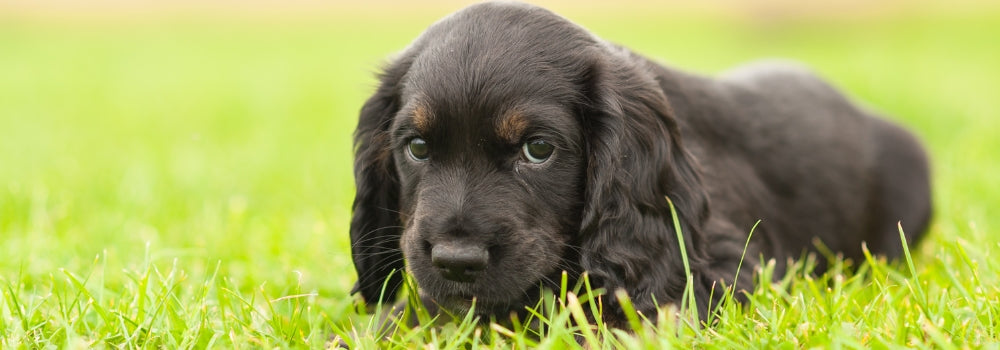Black spaniel puppy ready to start gundog training