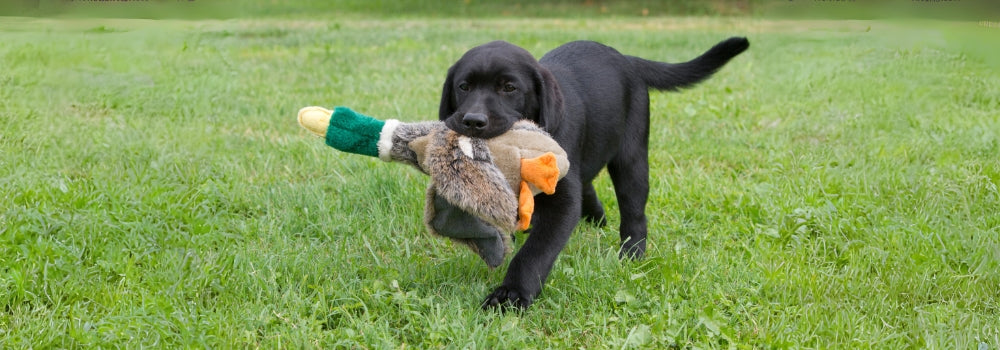 Black labrador gundog puppy retrieving a toy pheasant