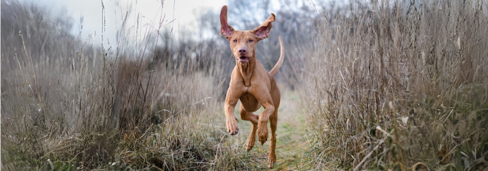 An older Vizsla gundog puppy running towards camera