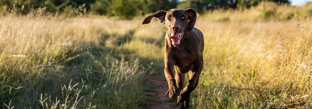Pointer running enthusiastically back to its owner