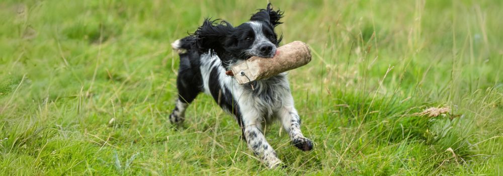 running springer spaniel with canvas dummy in its mouth