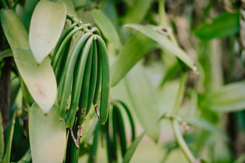 Everything you Need to Know About Growing Vanilla Beans