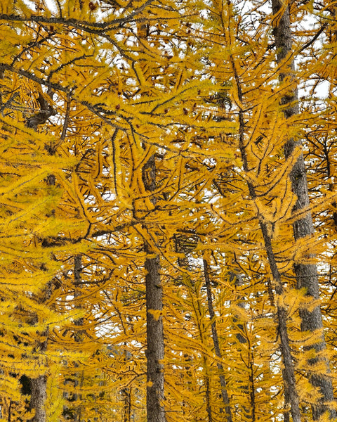 Larches with fall foliage 