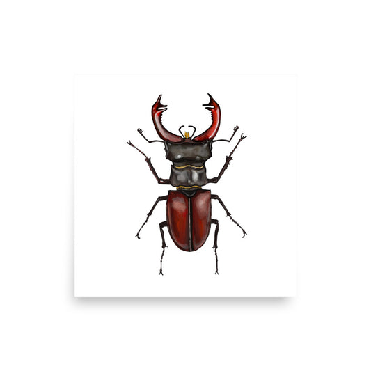 giant tailed stag beetle