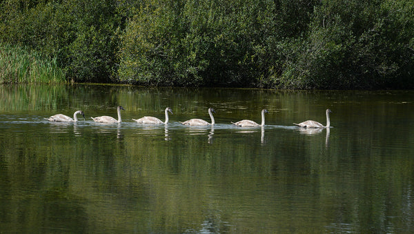 Swans- South West Optics