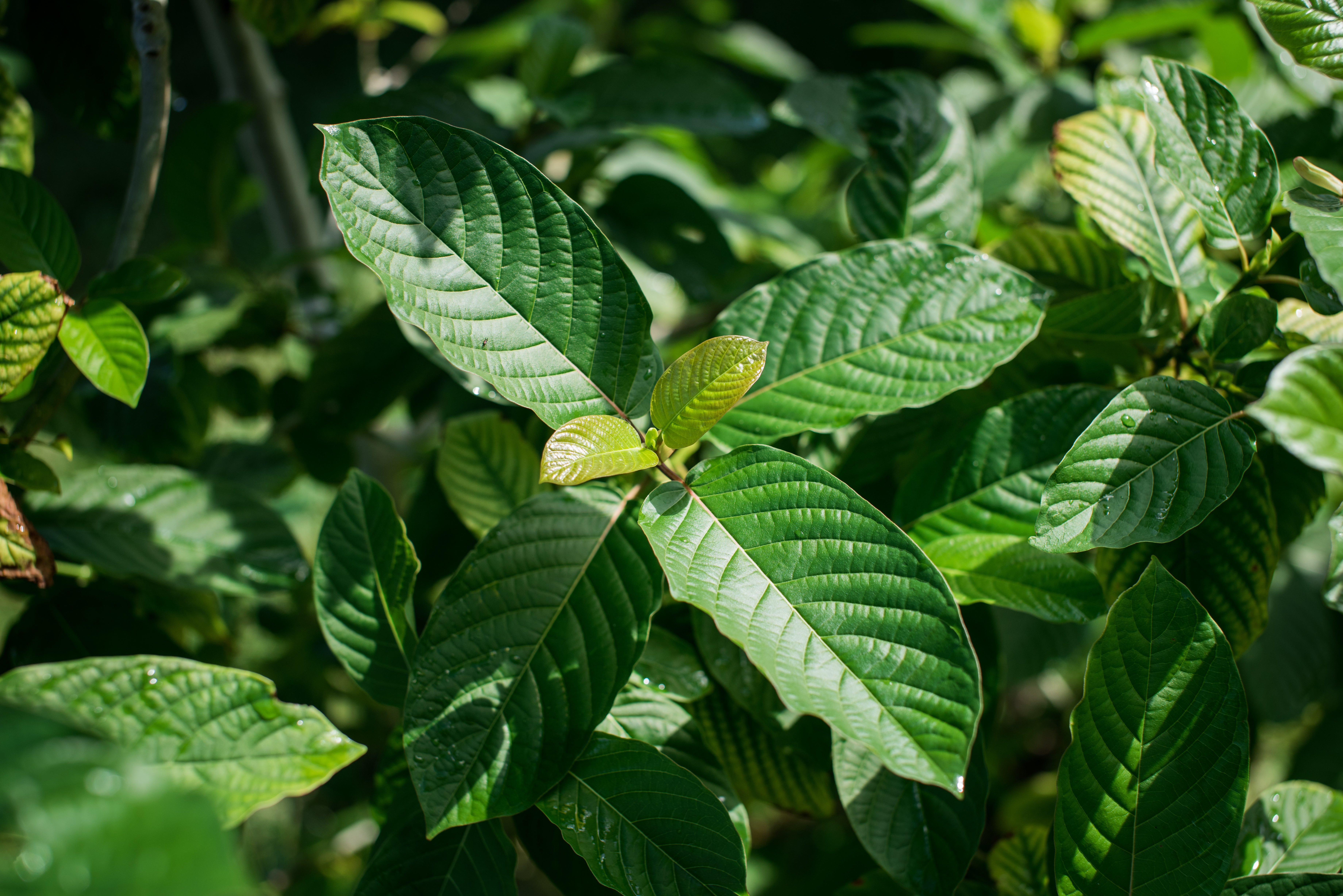 Close-up of vibrant green leaves on a sunny day.