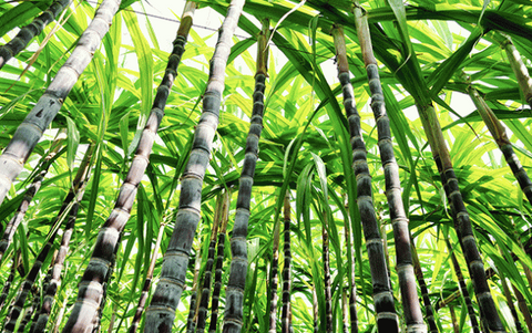 Sugar cane plant the raw material that rum is made from