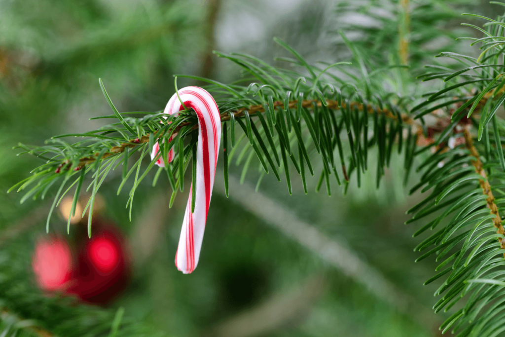 Christmas lolly stick on Christmas tree.