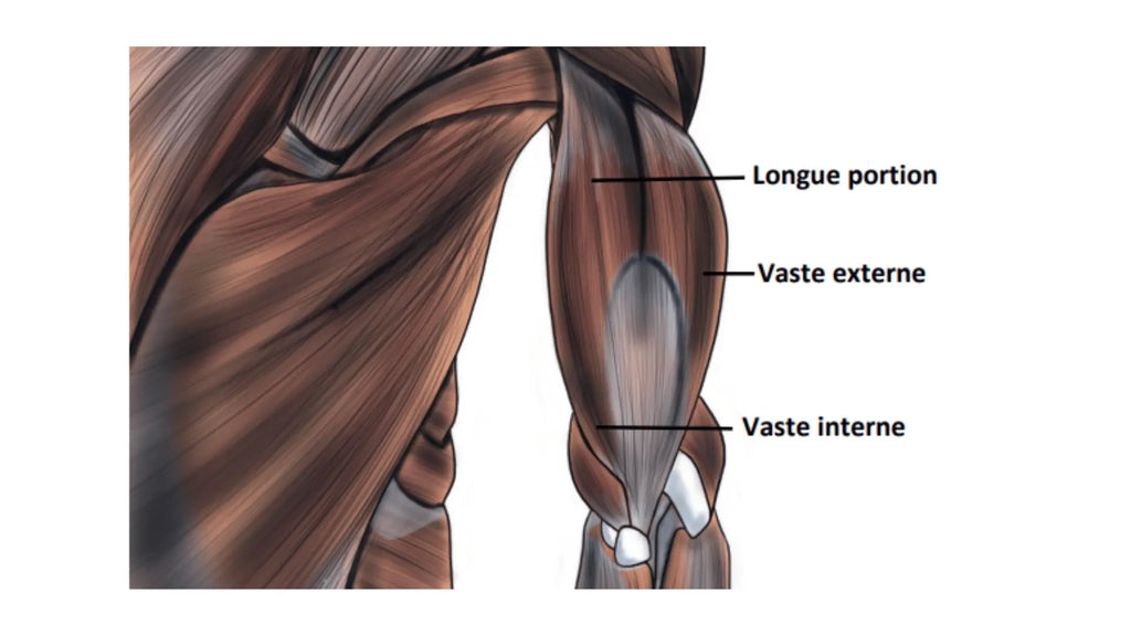 Anatomie des triceps musculation