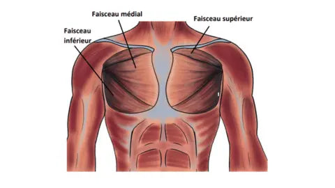 L'anatomie des pectoraux