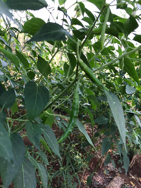 healthy and happy chilli plant. the chillies are green