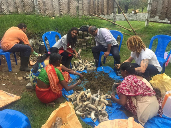 preparing the cow horns for the cow pat pit