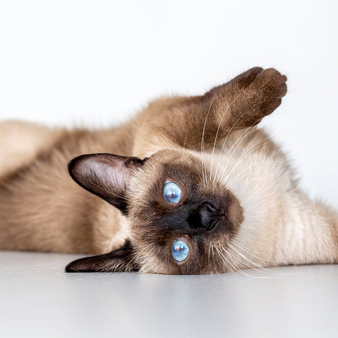 siamese-cat