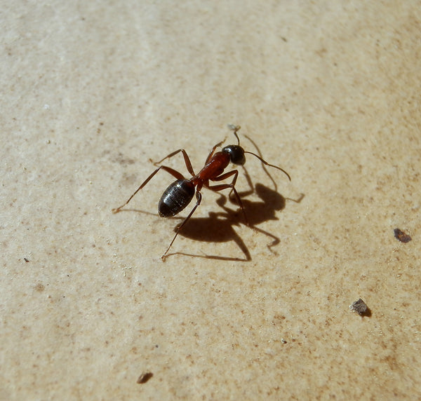 Ameisen kommen selten im Wurmkompost vor und sind ein Zeichen für Trockenheit