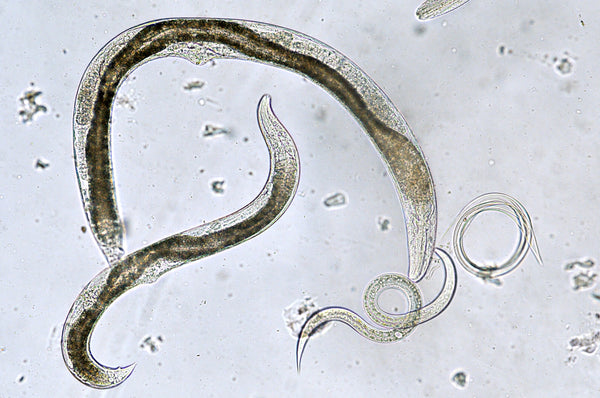 nützliche Nematoden im Wurmkompost