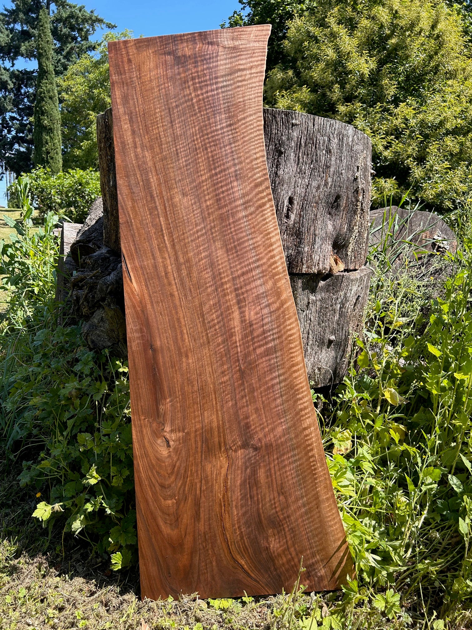 Large Black Walnut Statement