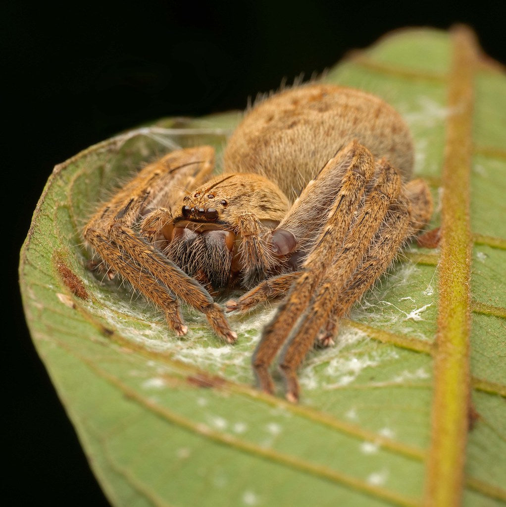 Heteropoda javana (Javana Huntsman Spider) 0.5"