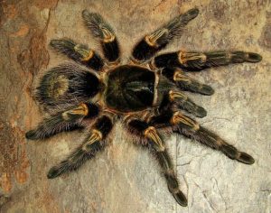 Grammostola pulchripes (Chaco Golden Knee Tarantula) 1.5"