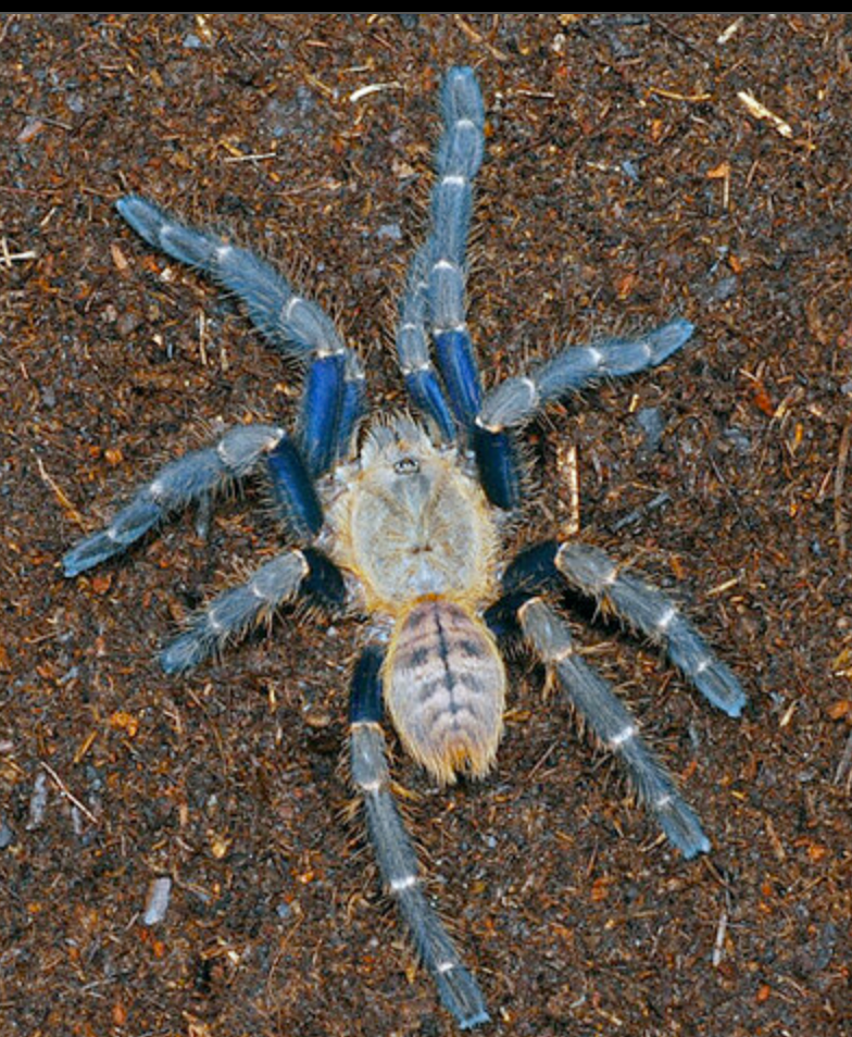 Haplopelma robustum (Malaysia Blue Femur Tarantula) FEMALE 2" (Former 'Cyriopagopus robustus')