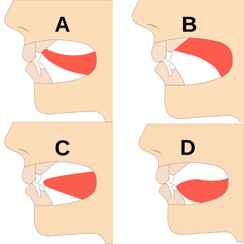 口腔と顔の健康を最適化するための舌の正しい位置に焦点を当てた、「舌の姿勢」を説明するビジュアル ガイド。