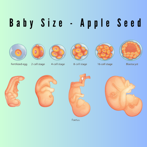 5 Weeks Pregnant Baby Size of an Apple Seed