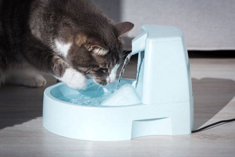 A cat drinking water from a water fountain