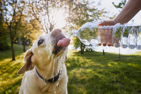A dog drinking water from a plastic bottle