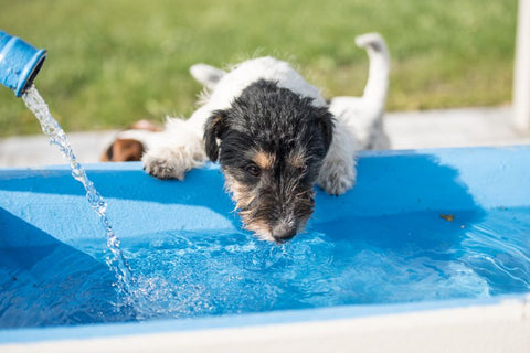 A dog drinking from the pool