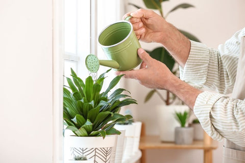 A person watering a plant