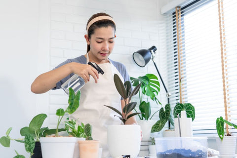 A person spraying a plant