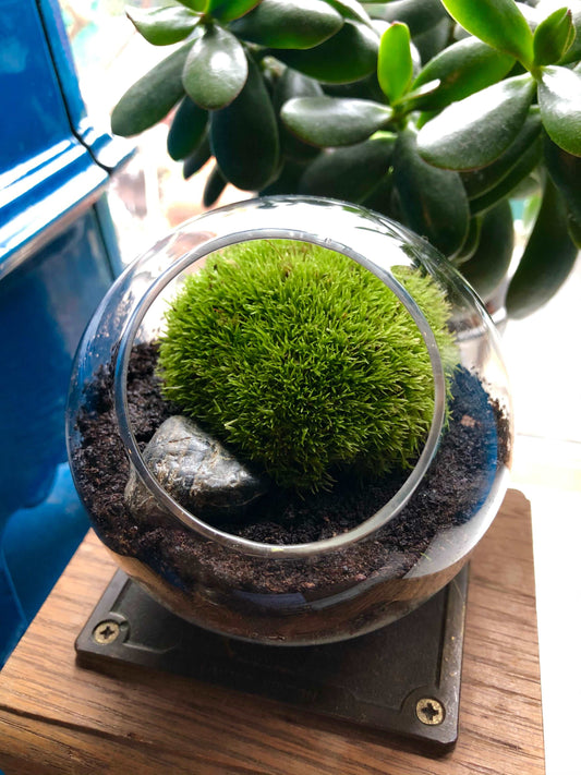 Tiny Terrarium With Live Moss • Desktop Mossarium With Live Feather Mo