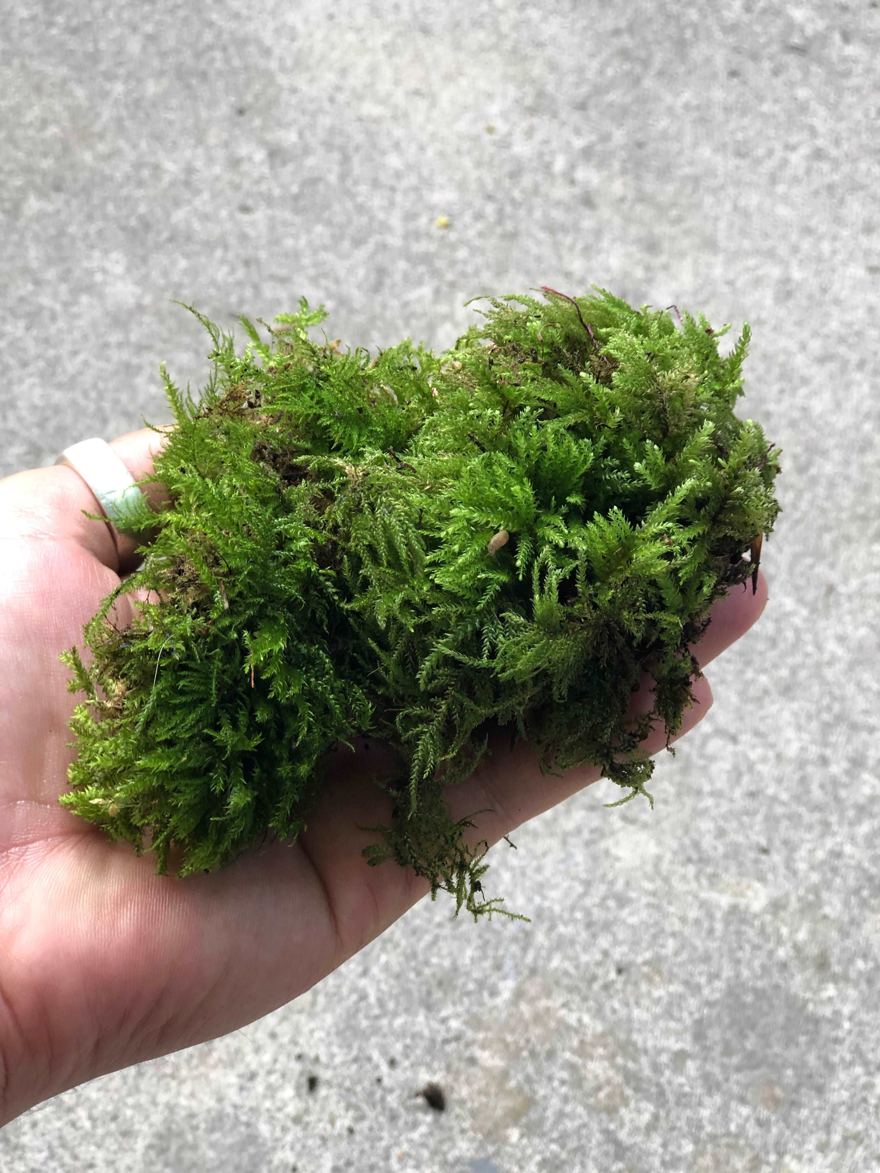 Live Feather Moss • Natural Live Moss For Terrariums