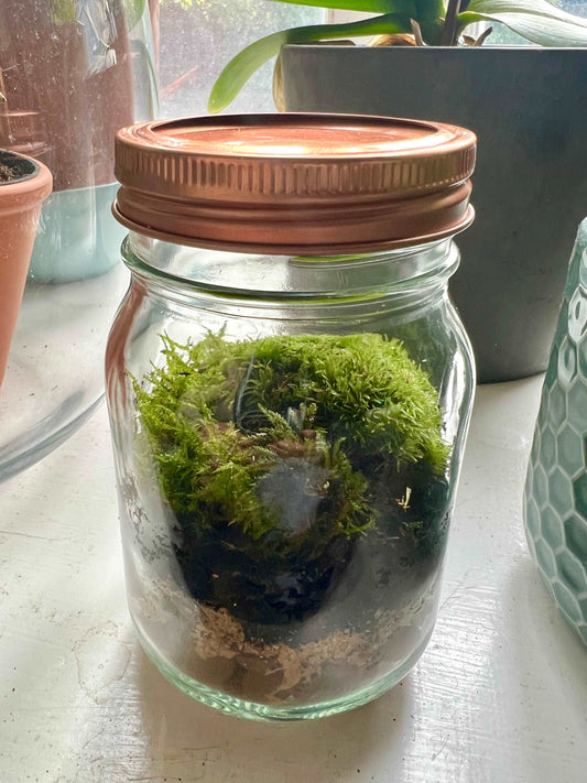 Live Moss Terrarium – Decoratefuny